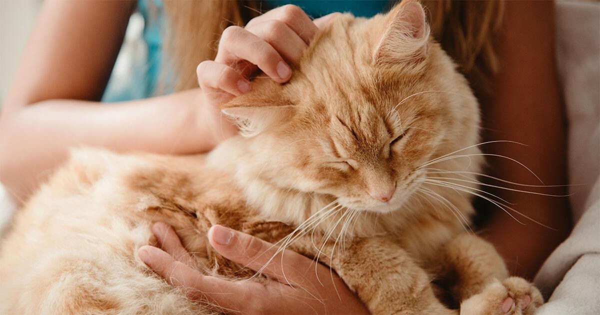 Quando Un Gatto Sceglie La Tua Casa